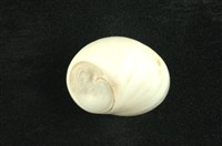 藏品(種子蜑螺)的圖片